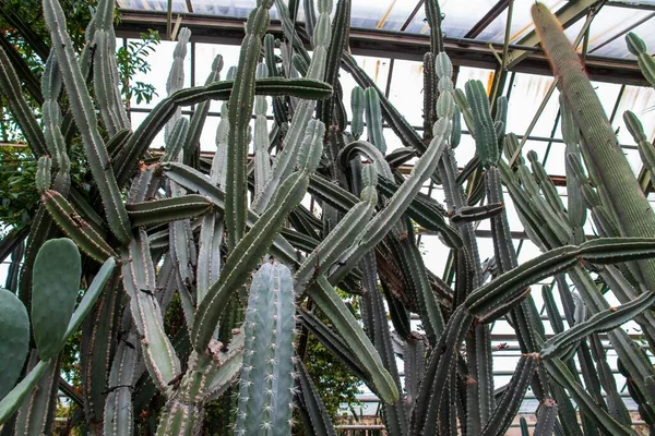 Een Lage Hoek Van Vele Cactussen Die Naast Elkaar Groeien — Stockfoto