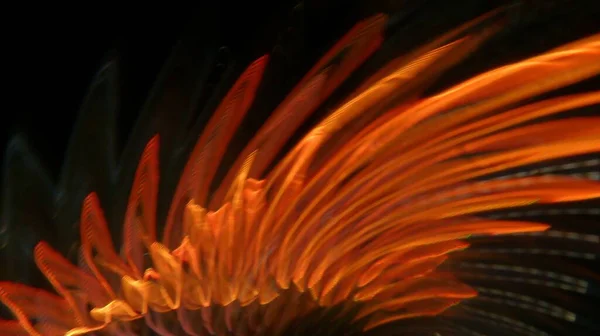 Vacker Bild Slät Orange Ljus Konst Mörk Bakgrund — Stockfoto