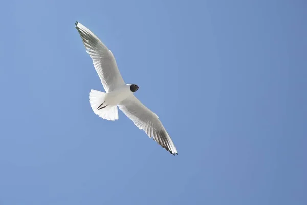 Pássaro Branco Com Cabeça Preta Voando Livremente Céu Claro Perfeito — Fotografia de Stock