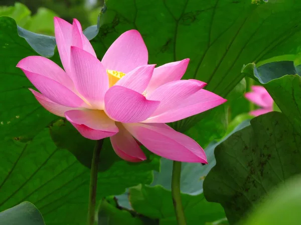 Gros Plan Fleur Lotus Rose Fleurs Avec Centre Jaune — Photo