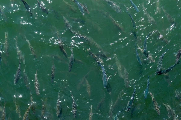 Висококутний Знімок Риби Плаває Озері Вдень — стокове фото