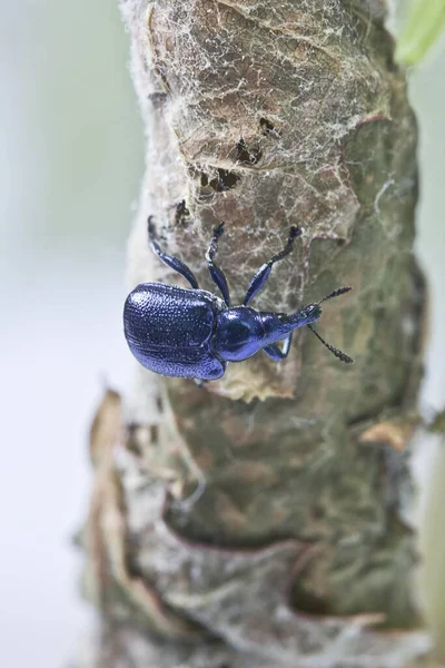 Vertical Closeup Shot Flower Beetle Dry Plant — Stock Photo, Image