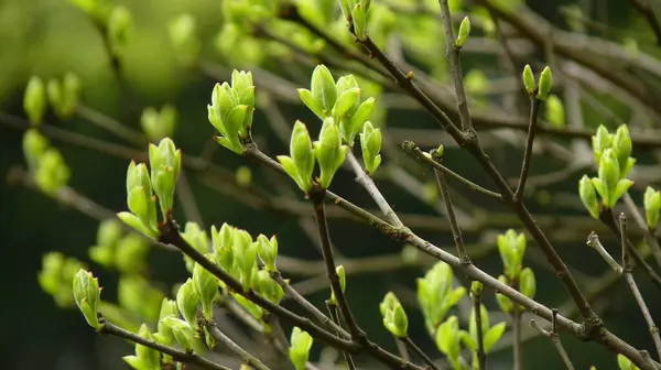 Closeup Shot Green Buds Growing Tree Branch — Stock Photo, Image