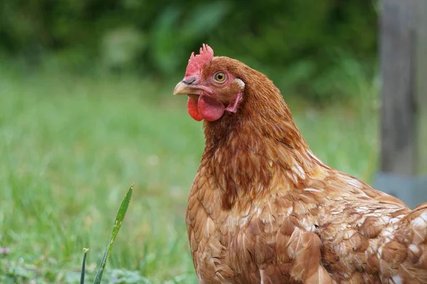 Een Selectieve Focus Shot Van Een Rode Kip Tuin — Stockfoto