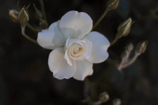 黑色背景上的一朵白玫瑰的特写照片 — 图库照片