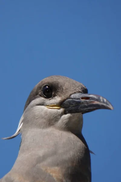 Closeup Shot Grey Bird Long Beak Clear Sky Background — Stock Photo, Image