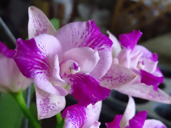 Tiro Close Orchids Cor Rosa Brancos Flor Cheia — Fotografia de Stock