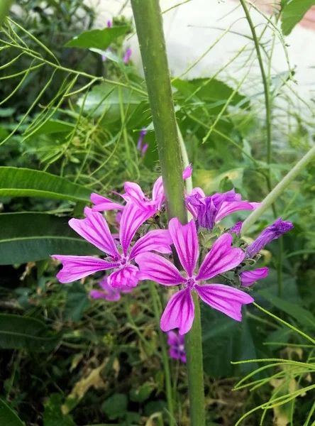 Pionowe Zbliżenie Ujęcie Pięknego Malva Sylvestris Kwiat Kwitnący Ogrodzie — Zdjęcie stockowe