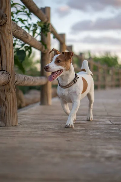 Açık Kahverengi Benekleri Olan Beyaz Bir Köpeğin Tahta Bir Köprüde — Stok fotoğraf