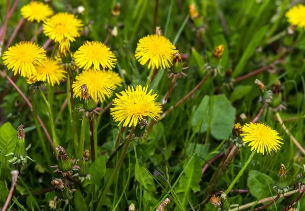 Primo Piano Fiori Dente Leone Giallo Brillante Campo — Foto Stock