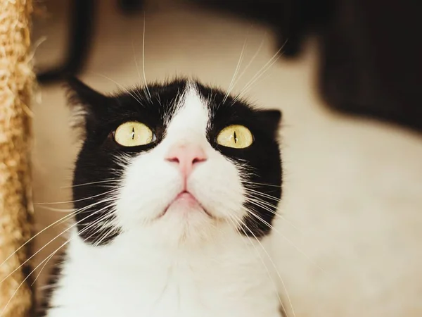 一只长着长长的胡须和黄色眼睛的黑白家猫的特写镜头 — 图库照片