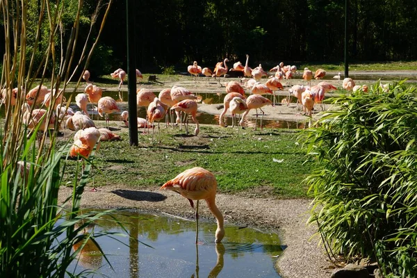Зеленый Сад Полный Розовых Фламинго — стоковое фото