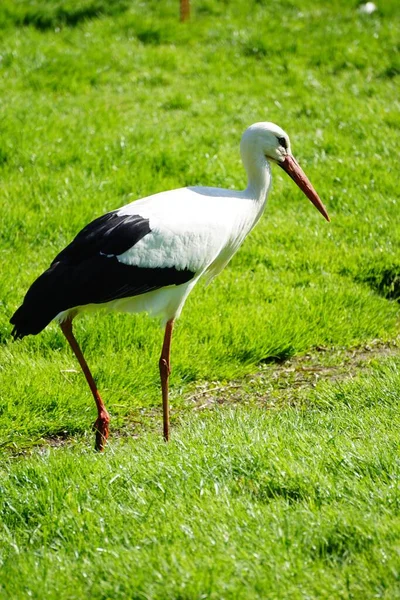 Disparo Vertical Una Garza Campo Verde Perfecto Para Fondo — Foto de Stock