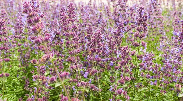 Een Landschap Shot Van Prachtige Engelse Lavendel — Stockfoto