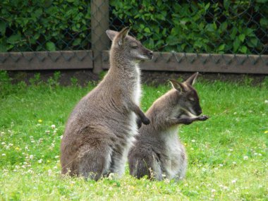 The little and adorable brown Wallabies on the grass in the zoo clipart
