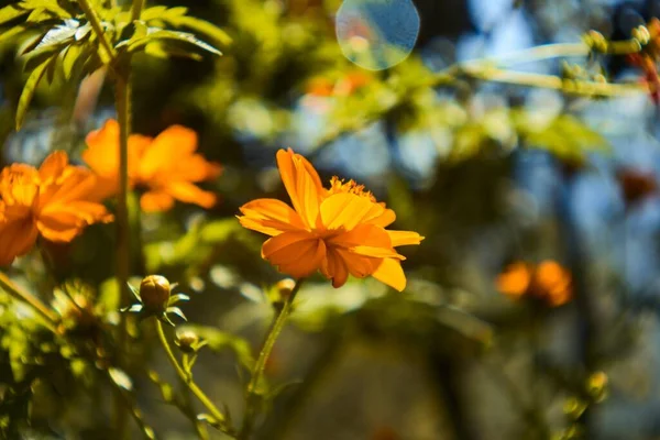 Rozkvetlé Krásné Žluté Květy Zahradě — Stock fotografie