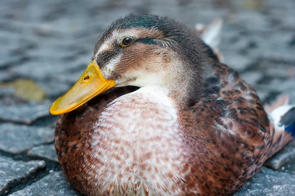 Gros Plan Beau Colvert Dans Lac — Photo