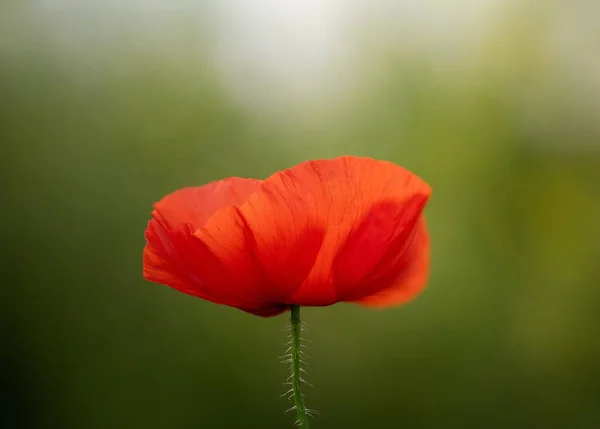 Een Close Shot Van Rode Shirley Papaver Tegen Een Groene — Stockfoto