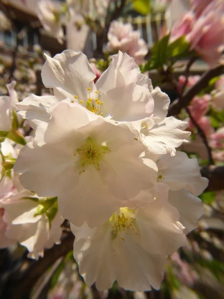 Plano Vertical Flores Florecientes Cerezo Rosado Blanco Durante Día —  Fotos de Stock