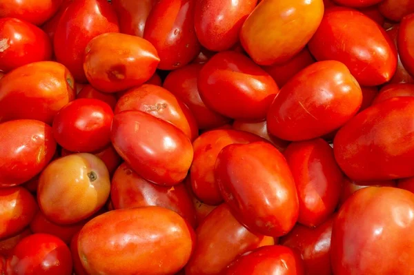 Primer Plano Tomates Largos Maduros Ciruela — Foto de Stock