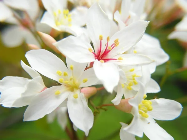 Een Close Shot Van Bloeiende Witte Bloemen Een Tung Oil — Stockfoto