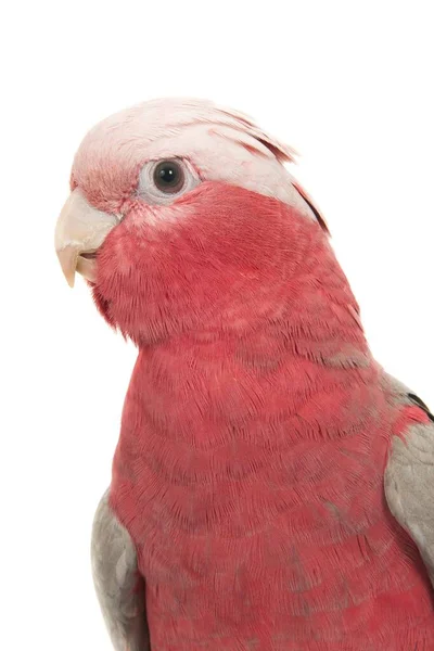 Beyaz Arka Planda Izole Edilmiş Kırmızı Göğüslü Bir Papağanın Dikey — Stok fotoğraf