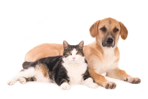 Primo Piano Simpatico Cane Sdraiato Con Gatto Grigio Isolato Sfondo — Foto Stock