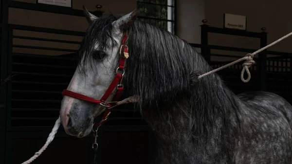 Ein Pferd Auf Einem Bauernhof Corboda Andalusien Spanien Bei Tag — Stockfoto