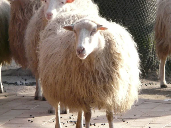 Big Fluffy White Sheep Standing Ground — Stock Photo, Image