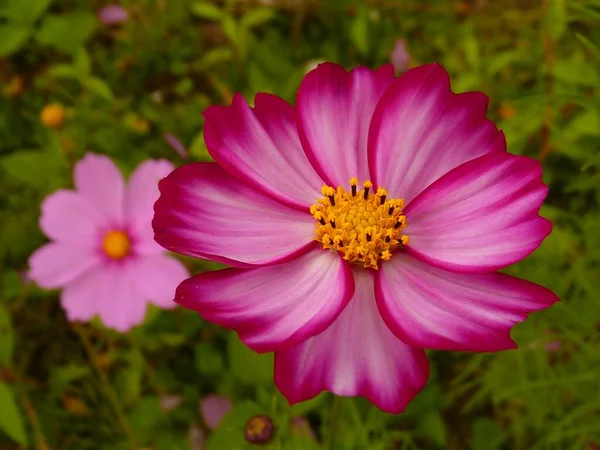 Zbliżenie Ujęcie Kwitnącego Różowego Cosmos Kwiaty Polu Dziennym Czasie — Zdjęcie stockowe