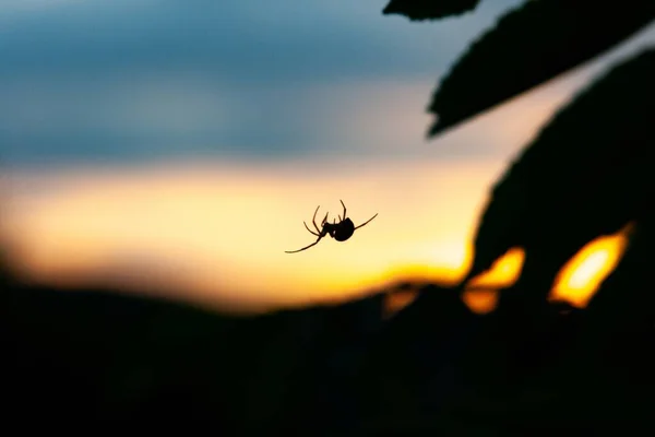 Tiro Perto Uma Aranha Com Fundo Pôr Sol Borrão — Fotografia de Stock