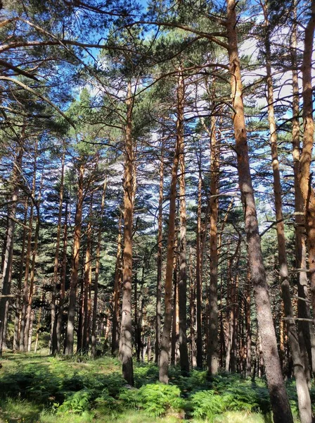 Μια Χαμηλή Γωνία Των Ψηλών Δέντρων Που Περιβάλλονται Από Πράσινο — Φωτογραφία Αρχείου