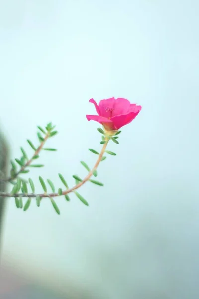 一张漂亮的浅浅的粉红波土拉卡花的焦点照片 — 图库照片