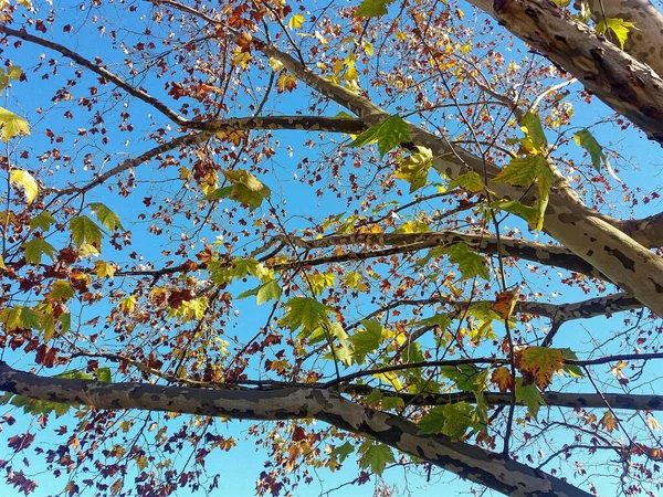 Ramos Uma Árvore Com Algumas Folhas Verdes Fundo Céu Claro — Fotografia de Stock