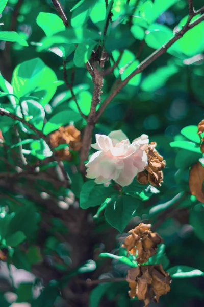 Вертикальний Знімок Білих Сухих Троянд Кущі — стокове фото