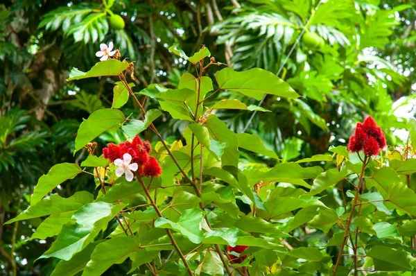 Eine Nahaufnahme Der Schönen Roten Tropischen Blume Lippenstift Baum Bixa — Stockfoto