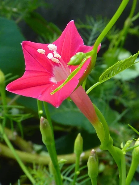 Pionowe Zbliżenie Strzał Różowy Ipomoea Quamoclit Kwiat — Zdjęcie stockowe