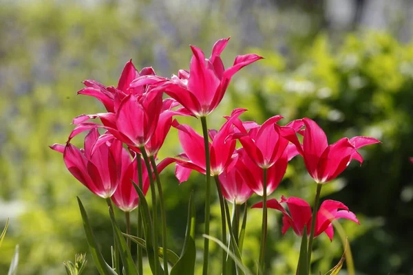 Primer Plano Los Tulipanes Sprenger Rosa — Foto de Stock