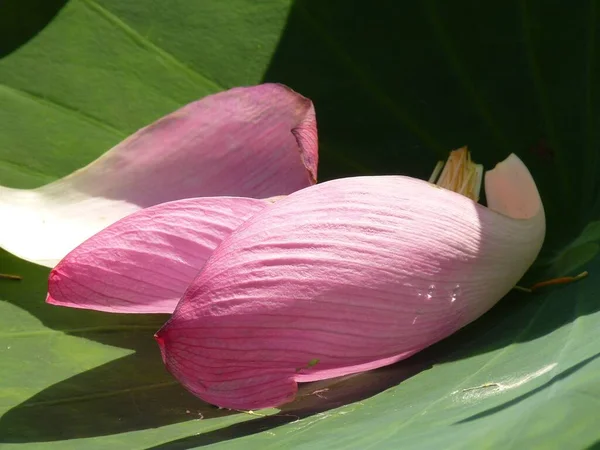 池には蓮の花が咲いていた — ストック写真