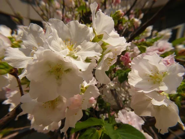 白樱花在白天绽放的特写镜头 — 图库照片