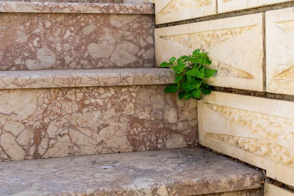 Une Petite Plante Cultivée Entre Mur Des Escaliers Parfaite Pour — Photo