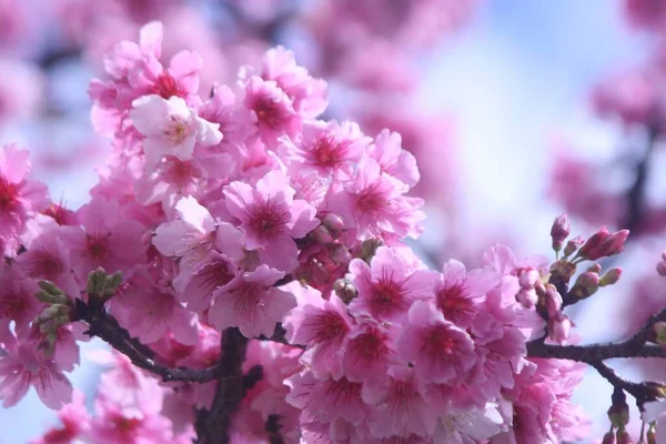 Selektywny Strzał Ostrości Różowej Gałęzi Sakura Kwiatu — Zdjęcie stockowe