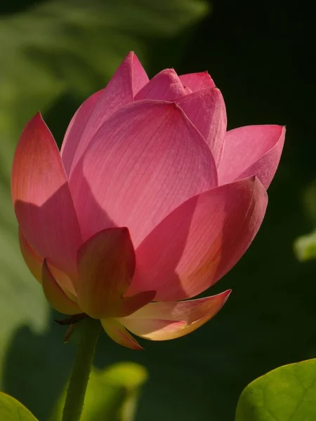 Een Verticaal Shot Van Een Bloeiende Rose Lotus Bloem Het — Stockfoto