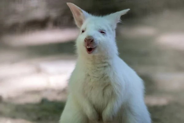 Eine Nahaufnahme Eines Weißen Albino Wallabys Sonnenlicht — Stockfoto