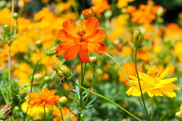 Close Flores Amarelas Vibrantes Campo Verão — Fotografia de Stock