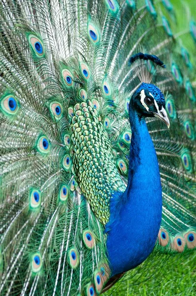 Güzel Bir Peafowl Gündüz Kuyruğu Açık Dikey Görüntüsü — Stok fotoğraf
