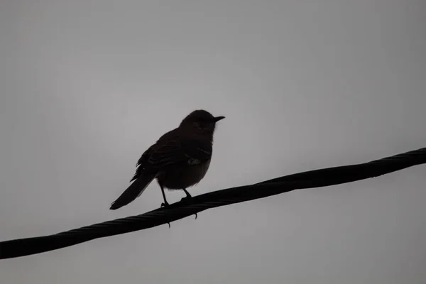 Elektrik Hattında Oturan Küçük Bir Kuşun Silüeti — Stok fotoğraf