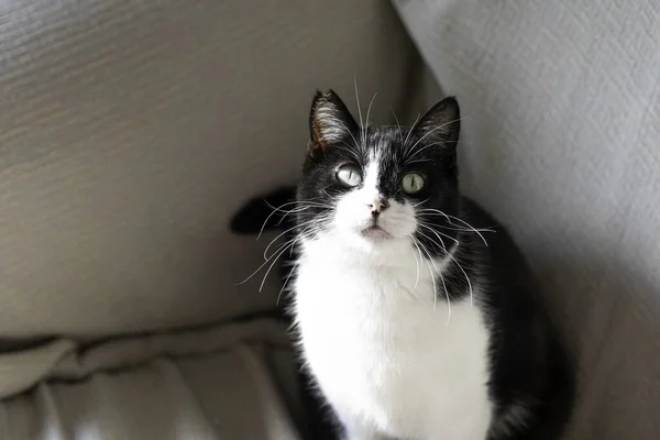 Retrato Close Gato Preto Branco Bonito Olhando Para Câmera — Fotografia de Stock