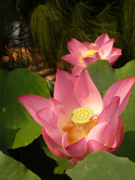 Vertikal Närbild Skott Rosa Lotus Blommor Grönska Bakgrund Vinden Sommaren — Stockfoto