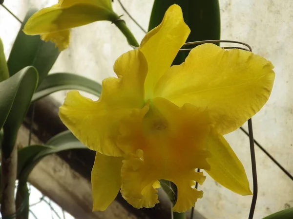 Primo Piano Bel Fiore Del Orchid — Foto Stock